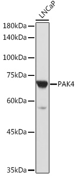 PAK4 Polyclonal Antibody (E-AB-90284)
