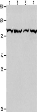 MCM3 Polyclonal Antibody (E-AB-10453)
