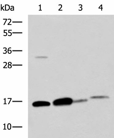 ZG16 Polyclonal Antibody (E-AB-19137)