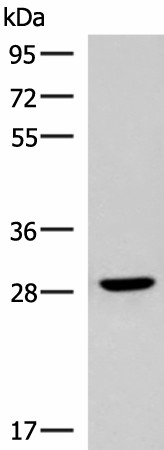 CLEC9A Polyclonal Antibody (E-AB-53368)