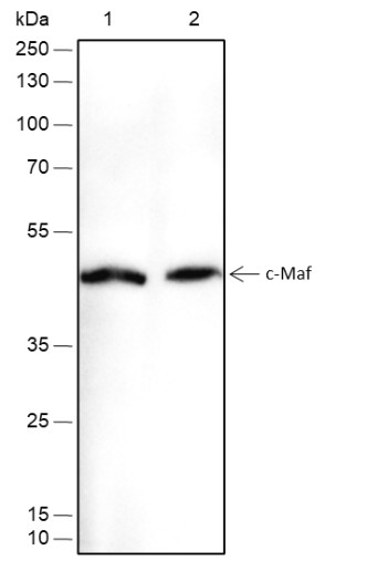 Recombinant c-Maf Monoclonal Antibody (AN301761L)