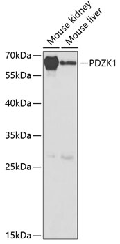 PDZK1 Polyclonal Antibody (E-AB-60897)