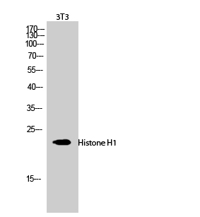 Histone H1 Polyclonal Antibody (E-AB-31676)