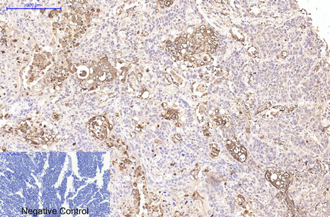 CD15 Monoclonal Antibody (E-AB-22100)