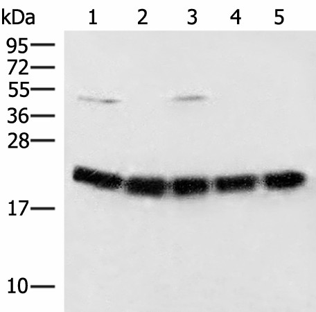 ARF5 Polyclonal Antibody (E-AB-53458)