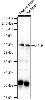 APLP1 Polyclonal Antibody (E-AB-67484)