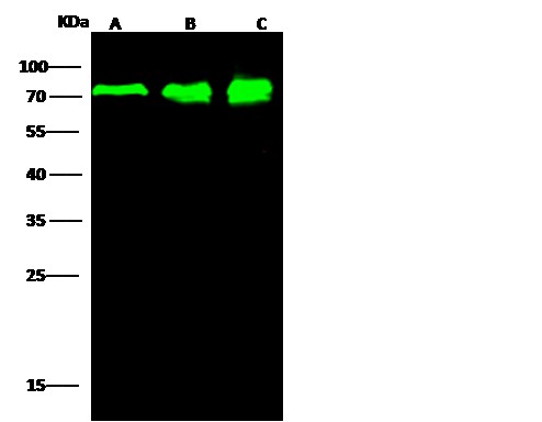 Recombinant PPM1G Monoclonal Antibody (AN300394P)