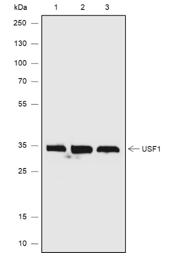 Recombinant USF1 Monoclonal Antibody (AN301925L)