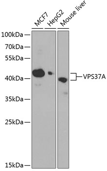 VPS37A Polyclonal Antibody (E-AB-64943)