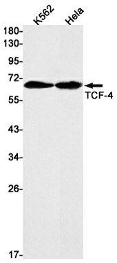 Recombinant Transcription Factor 7 Like 2 Monoclonal Antibody (E-AB-81487)