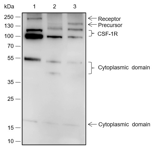 Recombinant CSF-1R Monoclonal Antibody (AN301782L)