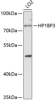 HP1BP3 Polyclonal Antibody (E-AB-90755)