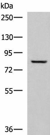 TGM3 Polyclonal Antibody (E-AB-18250)
