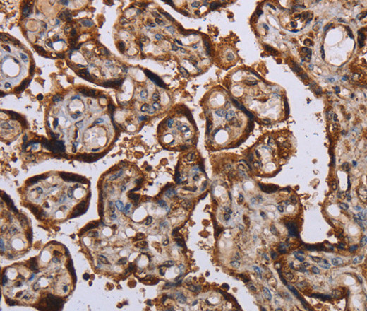 KIF1C Polyclonal Antibody (E-AB-11350)