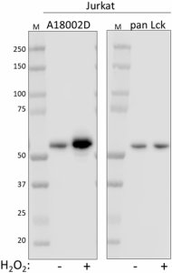Purified anti-Lck Phospho (Tyr394) Antibody (933101)