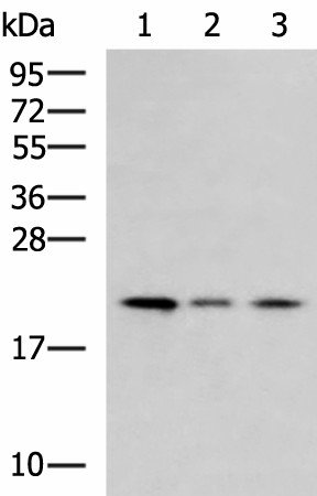 MRPL22 Polyclonal Antibody (E-AB-53083)