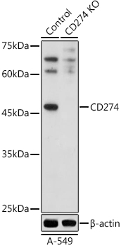 (KO Validated) CD274 Polyclonal Antibody (E-AB-92259)