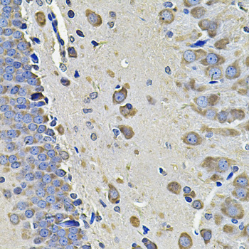 EIF3C Polyclonal Antibody (E-AB-61474)