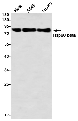 Recombinant Hsp90 beta Monoclonal Antibody (E-AB-81569)