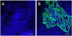 Alexa Fluor® 488 anti-Pan-Cytokeratin Antibody (914213)