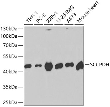 SCCPDH Polyclonal Antibody (E-AB-60639)