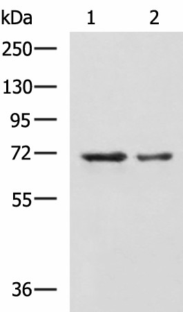 MYEF2 Polyclonal Antibody (E-AB-53086)