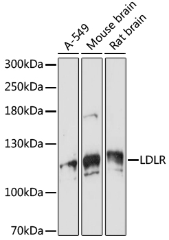 VPS18 Polyclonal Antibody (E-AB-91604)