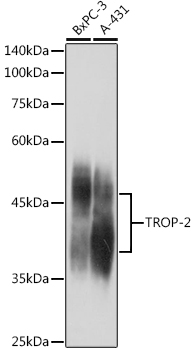 TROP-2 Polyclonal Antibody (E-AB-92836)