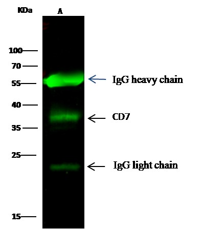 Recombinant CD7 Monoclonal Antibody (AN300215P)