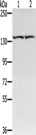 RGS22 Polyclonal Antibody (E-AB-11537)
