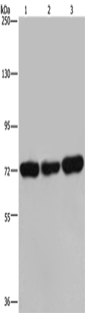 PCK2 Polyclonal Antibody (E-AB-11396)