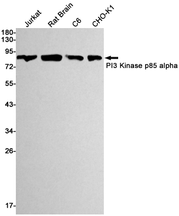 Recombinant PI3 Kinase p85 alpha Monoclonal Antibody (E-AB-81435)