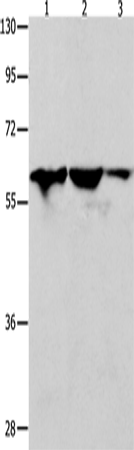 DNAJC7 Polyclonal Antibody (E-AB-14272)