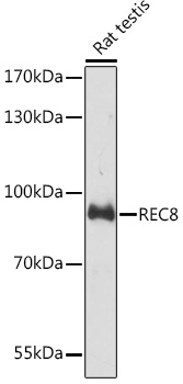 REC8 Polyclonal Antibody (E-AB-91028)
