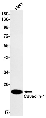 Recombinant Caveolin 1 Monoclonal Antibody (E-AB-81544)