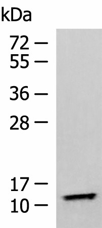TMEM141 Polyclonal Antibody (E-AB-19100)