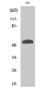 Phospho-P53 (Ser46) Polyclonal Antibody (E-AB-20955)