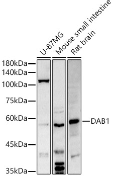 DAB1 Polyclonal Antibody (E-AB-90136)