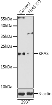 (KO Validated) KRAS Polyclonal Antibody (E-AB-93087)