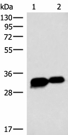HCCS Polyclonal Antibody (E-AB-52868)