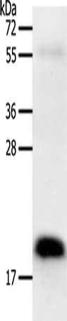 PTN Polyclonal Antibody (E-AB-12851)