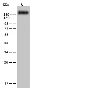 CD45/Ptprc Monoclonal Antibody (AN200170P)