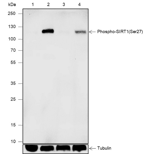 Recombinant Phospho-SIRT1(Ser27) Monoclonal Antibody (AN302088L)