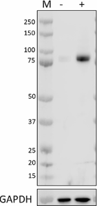 Purified anti-NRF2 Antibody (939201)