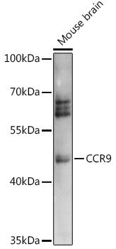 CCR9 Polyclonal Antibody (E-AB-90973)