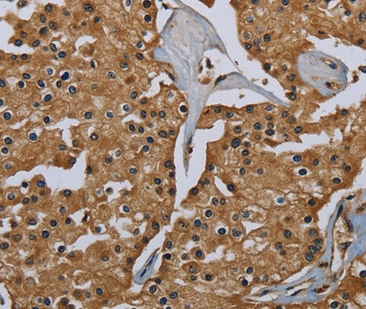 GBP5 Polyclonal Antibody (E-AB-11259)