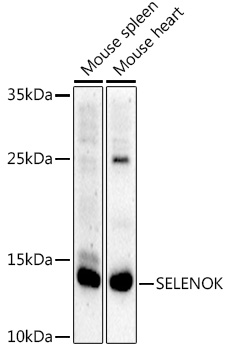 SELENOK Polyclonal Antibody (E-AB-92295)
