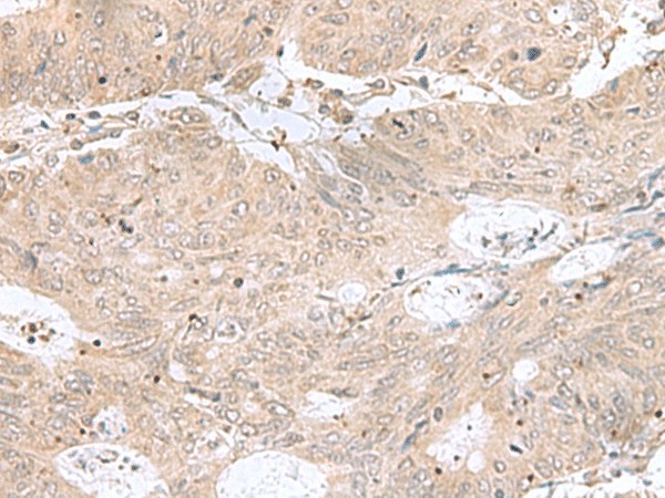 RPL35 Polyclonal Antibody (E-AB-53025)