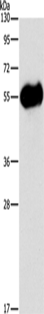 AMY2A Polyclonal Antibody (E-AB-10978)