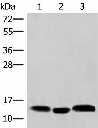 HBE1 Polyclonal Antibody (E-AB-52811)